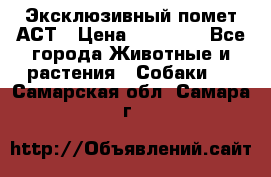 Эксклюзивный помет АСТ › Цена ­ 30 000 - Все города Животные и растения » Собаки   . Самарская обл.,Самара г.